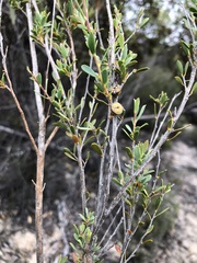 Leptospermum coriaceum