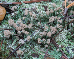 Cladonia peziziformis