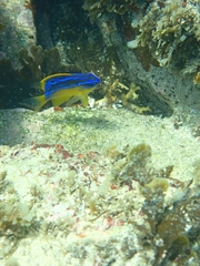 Mecaenichthys immaculatus