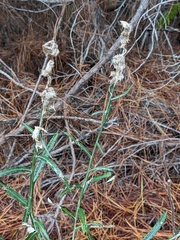 Pterocaulon virgatum