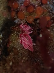 Okenia rosacea