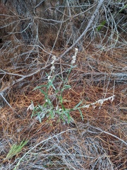 Pterocaulon virgatum