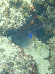 Mecaenichthys immaculatus