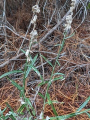 Pterocaulon virgatum