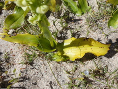 Orchideae