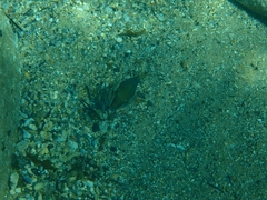 Canthigaster callisterna