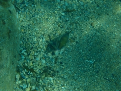Canthigaster callisterna