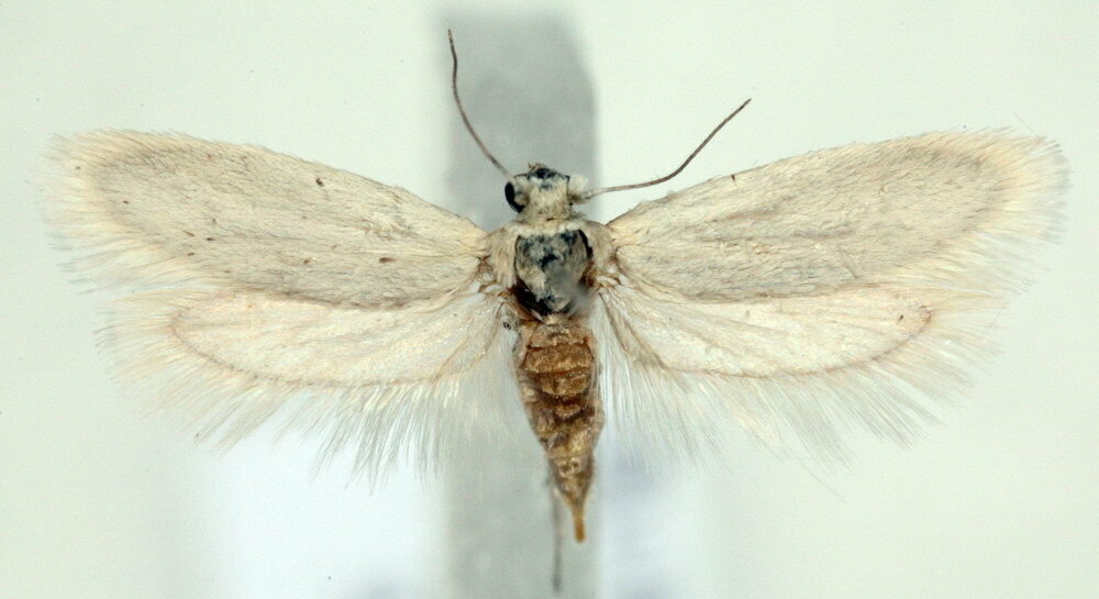 Ethmia distigmatella