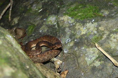Photo of a Martinique Lancehead (Bothrops lanceolatus)