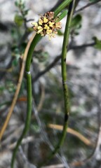 Lepidobolus drapetocoleus