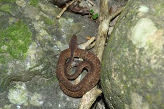 Bothrops lanceolatus