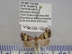 Pseudozarba orthopetes