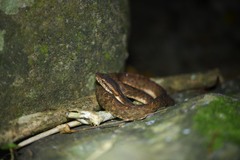 Bothrops lanceolatus
