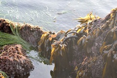 Eisenia arborea