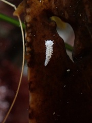 Aegires albopunctatus