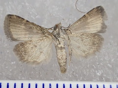 Pseudozarba orthopetes