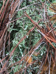Cladonia peziziformis
