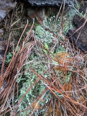 Cladonia peziziformis
