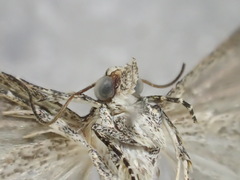 Pseudozarba orthopetes