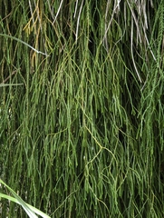 Phlegmariurus billardierei