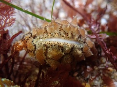 Pusula solandri
