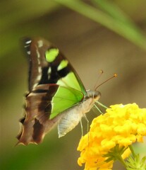 Graphium macleayanus