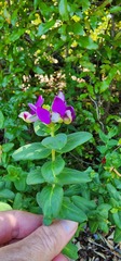 Polygala fruticosa