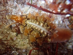 Pusula solandri
