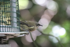 Anthornis melanura