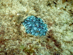 Plesiastrea versipora