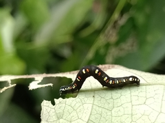 Oraesia emarginata