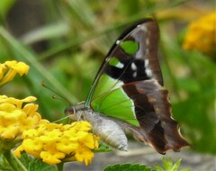 Graphium macleayanus