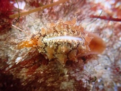 Pusula solandri