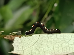 Oraesia emarginata