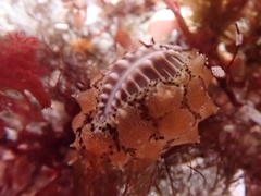 Pusula solandri