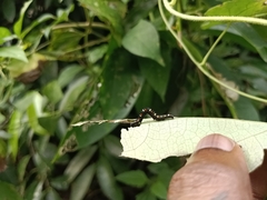 Oraesia emarginata
