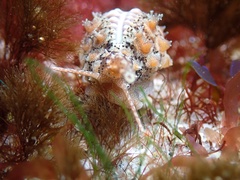 Pusula solandri