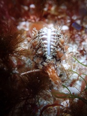 Pusula solandri