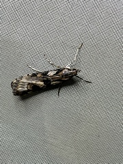 Nomophila corticalis