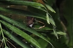 Lonchura leucogastroides