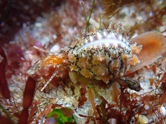 Pusula solandri