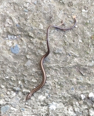 Anguis colchica
