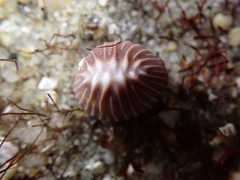 Pseudopusula californiana