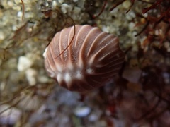 Pseudopusula californiana