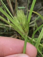 Carex bohemica