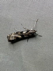 Nomophila corticalis