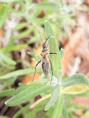 Gminatus