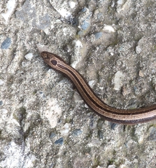 Anguis colchica