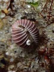 Pseudopusula californiana