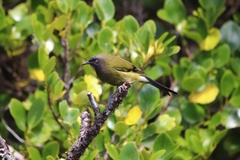 Anthornis melanura